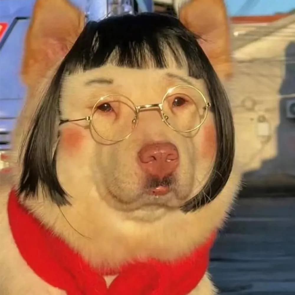 Парик для кота - изображение 4